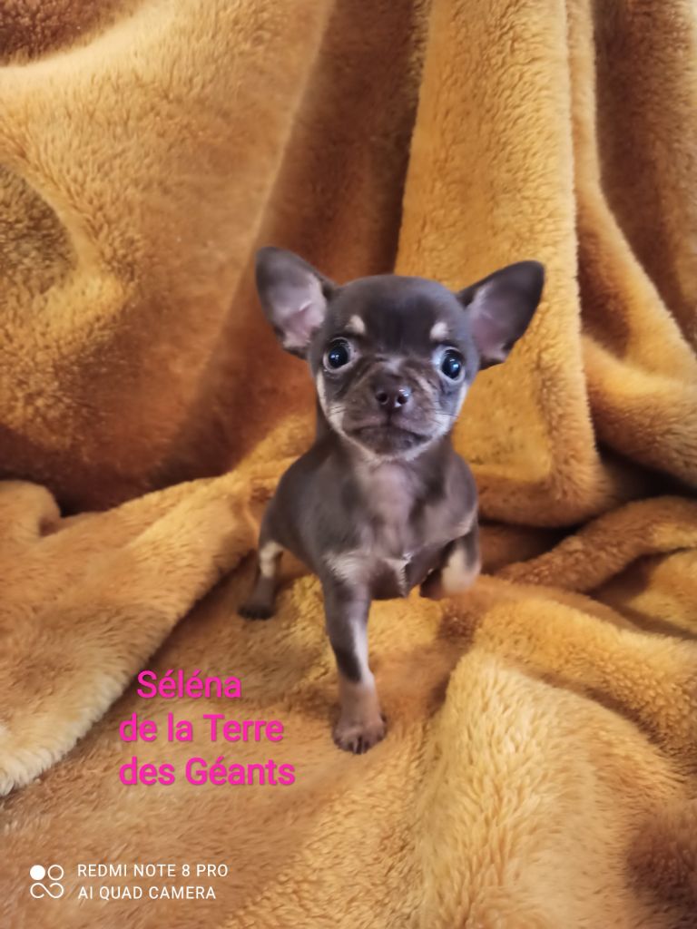 De La Terre Des Geants - Chiot disponible  - Chihuahua
