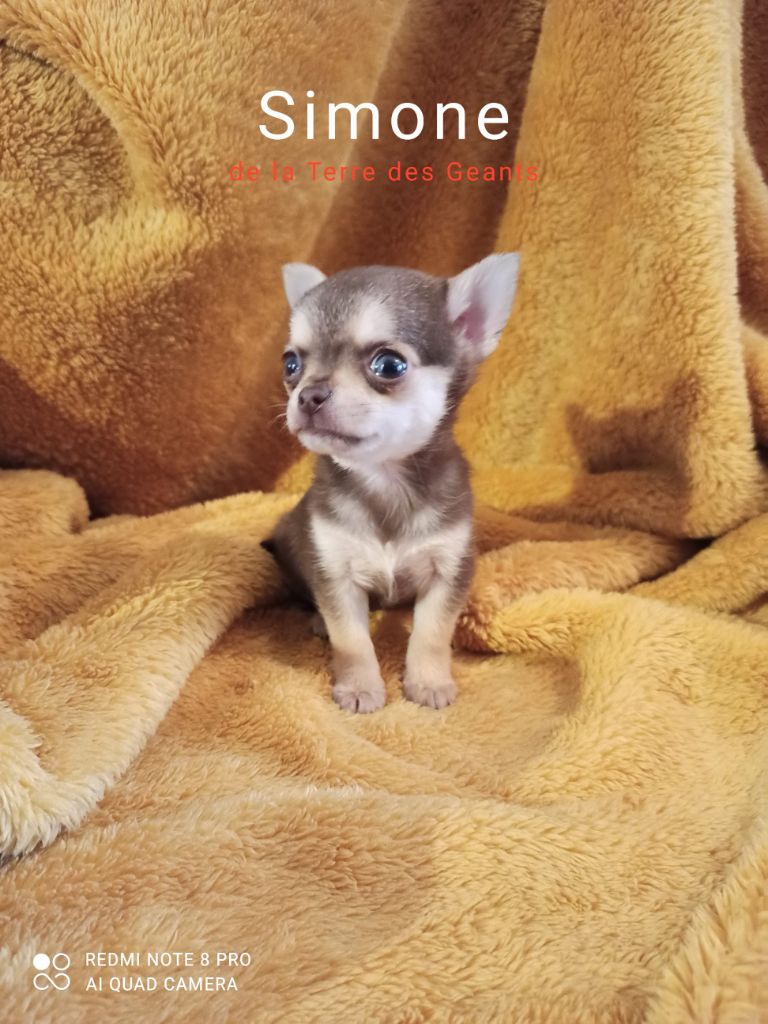 chiot Chihuahua De La Terre Des Geants