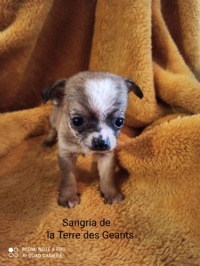 De La Terre Des Geants - Chiots disponibles - Chihuahua